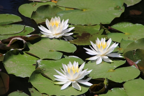 須藤公園の池の睡蓮