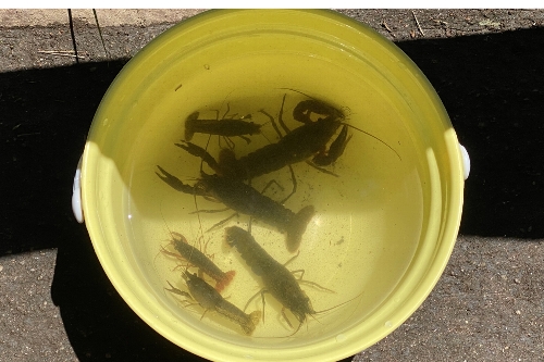 須藤公園の池で釣り上げられたザリガニ