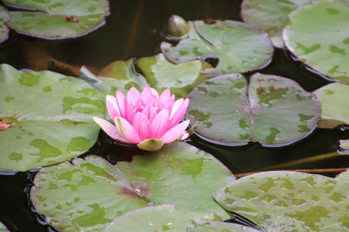 須藤公園の池の睡蓮