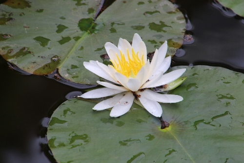 須藤公園の池の睡蓮