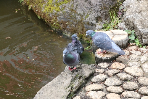 須藤公園の池の鳩