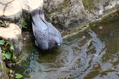 須藤公園の池で水浴びする鳩