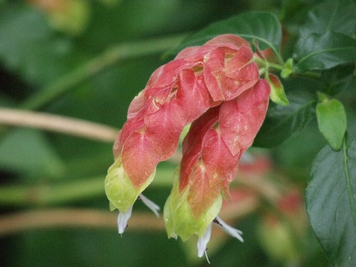 小海老草