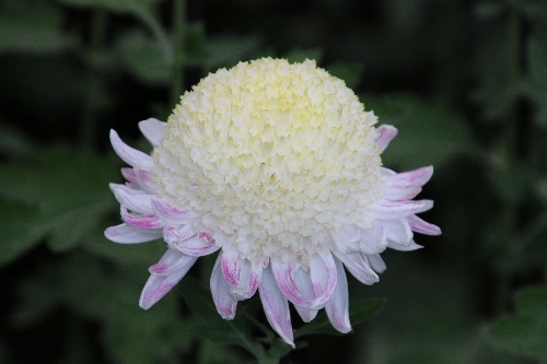 新宿御苑の菊花壇　2015年11月