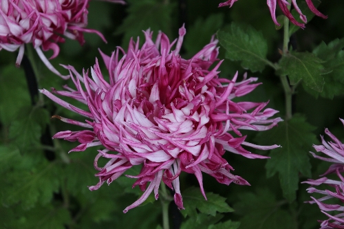 新宿御苑の菊花壇　2015年11月