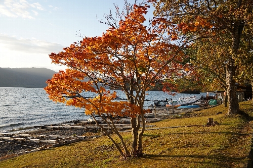 十和田湖岸の紅葉