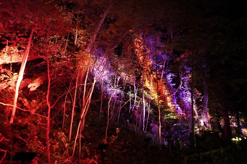 神社の参道の両脇の林