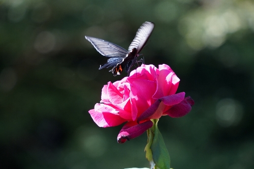 古河庭園の秋薔薇