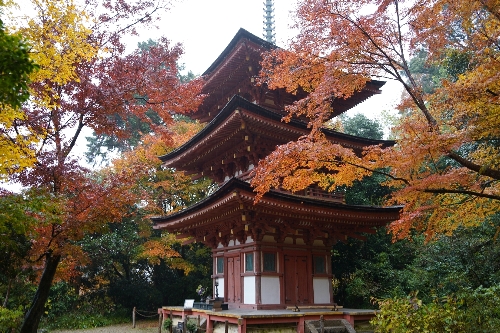 23浄瑠璃寺