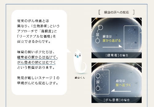 がん患者の尿に反応する線虫=HIROTSUバイオサイエンスＨＰより