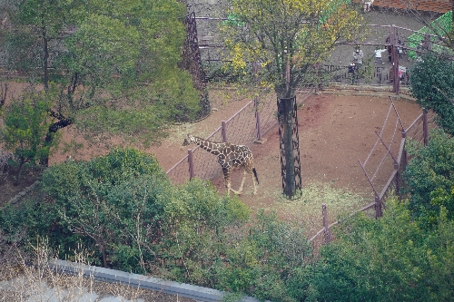 上野動物園のキリンが見える