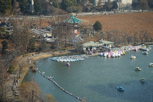 不忍池の弁天堂とスワンボートが見える