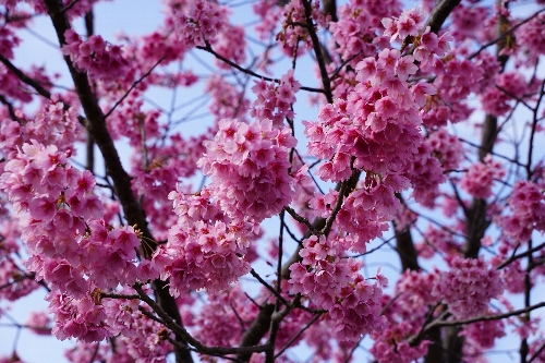 河津桜