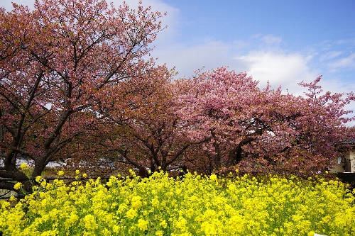 菜の花の黄色、その上で咲き誇る河津桜のピンク色、それらの背景にある青い空は、正に一幅の絵になる