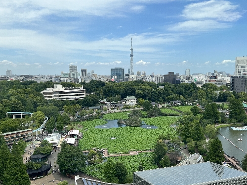 窓の外の上野公園の緑、不忍池の蓮池、東京スカイツリー