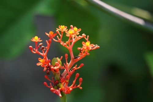 Coral Bush