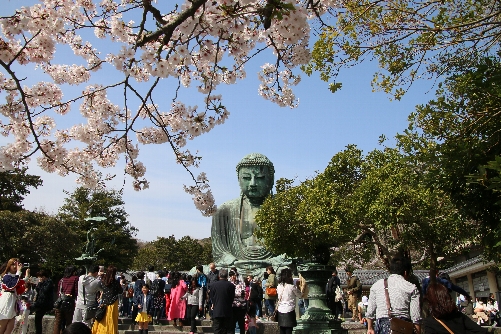 春：鎌倉大仏が桜に囲まれて