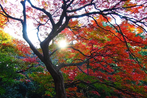 秋：新宿御苑の紅葉の木漏れ日