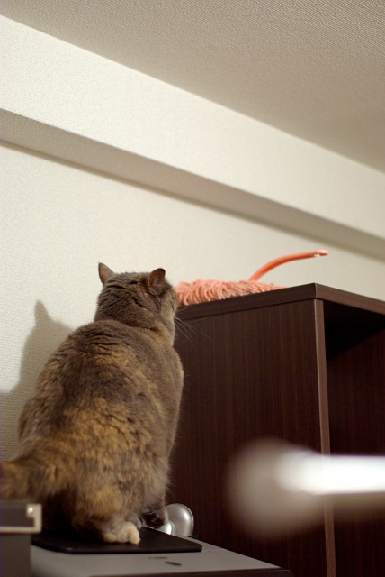 IMGP0121.jpg