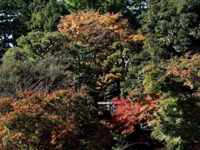 円覚寺の紅葉
