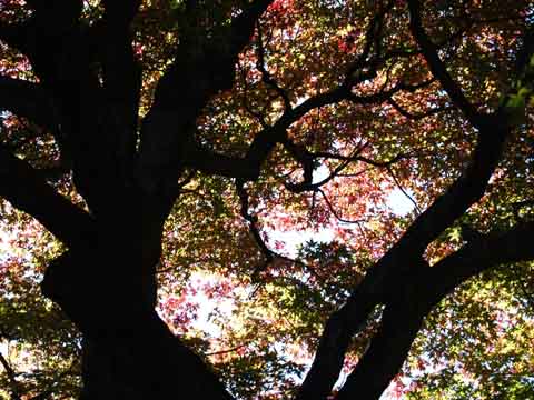 縁切り寺の紅葉