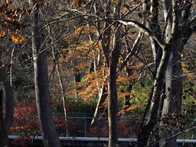 箱根ポーラ美術館の紅葉
