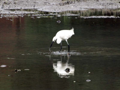 失敗