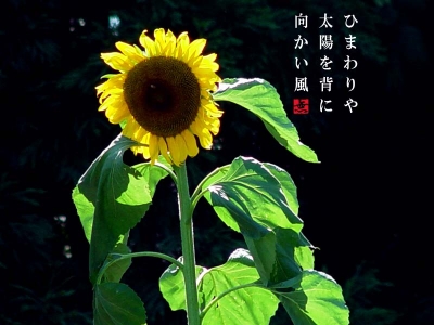 向日葵の花