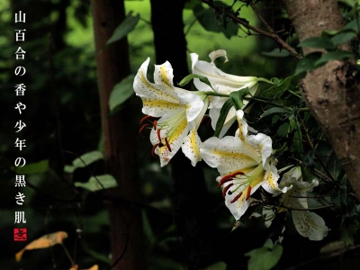 山百合の花