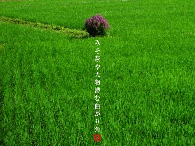 田んぼのミソハギ