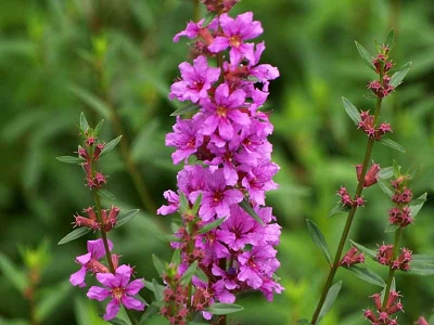 ミソハギの花のアップ