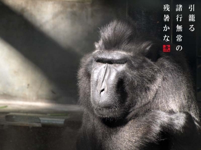 残暑