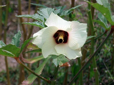 オクラの花