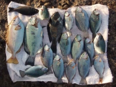 一日目の釣果