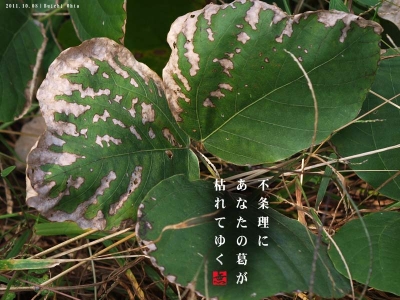 不条理に