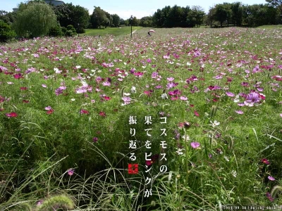 ピンクの傘