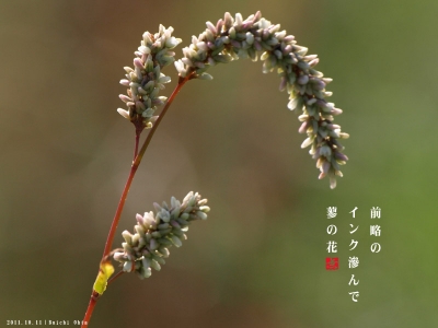 蓼の花