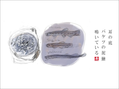 泥鰌