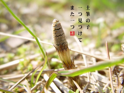 ツクシ