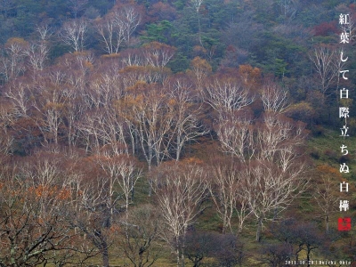 白樺牧場の白樺