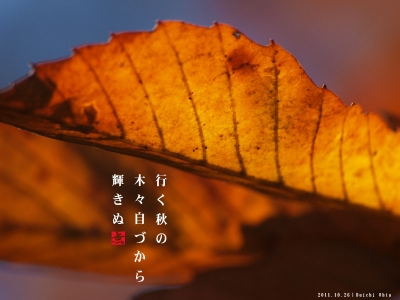木々輝く