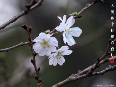 十月桜