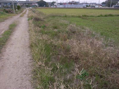 休耕田