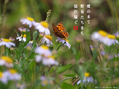 野菊