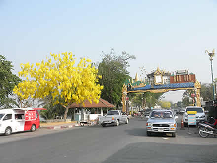 タイの国花