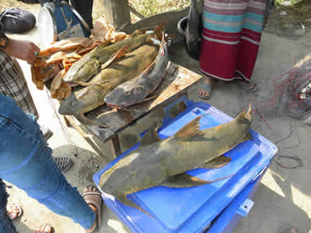 道端の魚売り