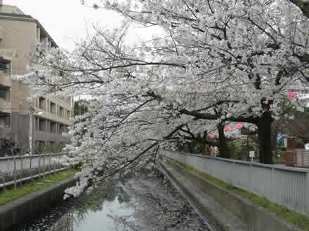 桜