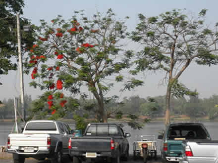 タイの花