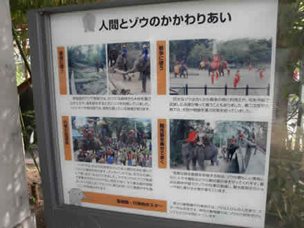 上野動物園とゾウ使い