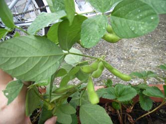 9月19日のえだまめ君